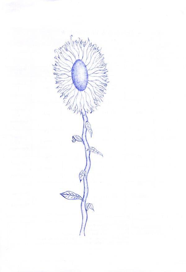 Sunflower 2